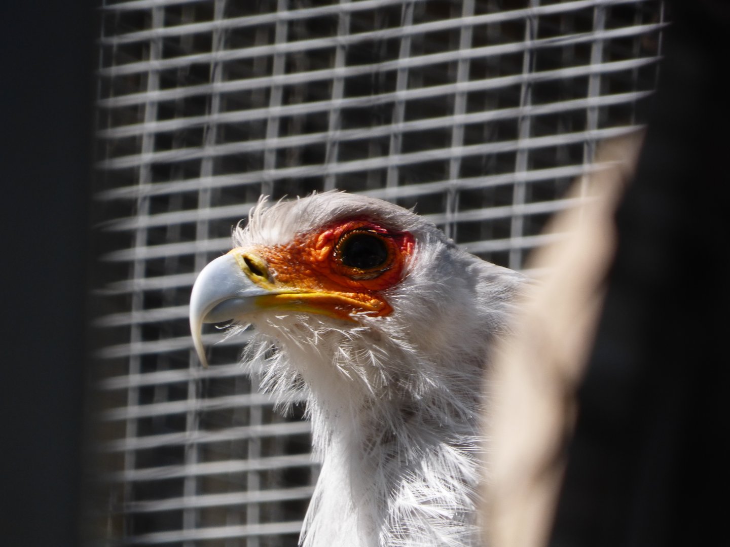 Secretary bird