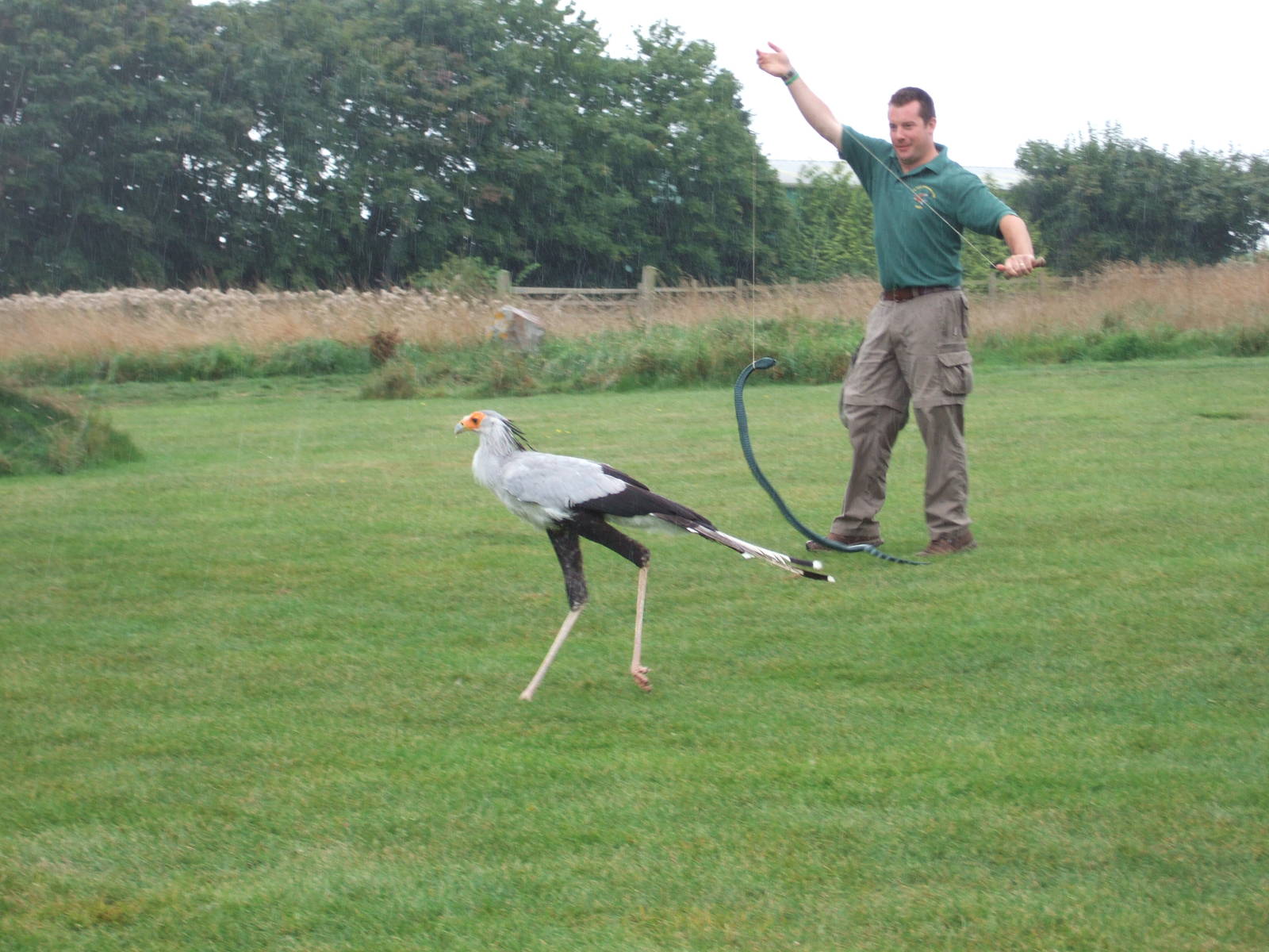 Secretary Bird