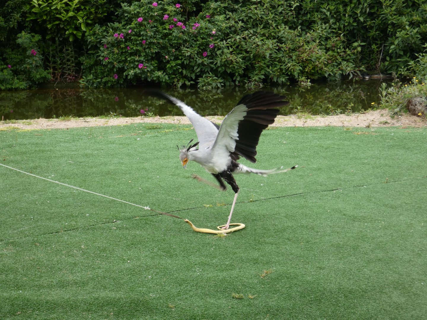Secretary bird