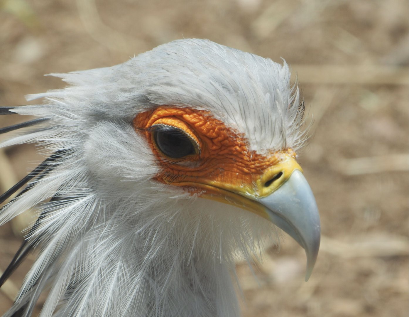 Secretary bird