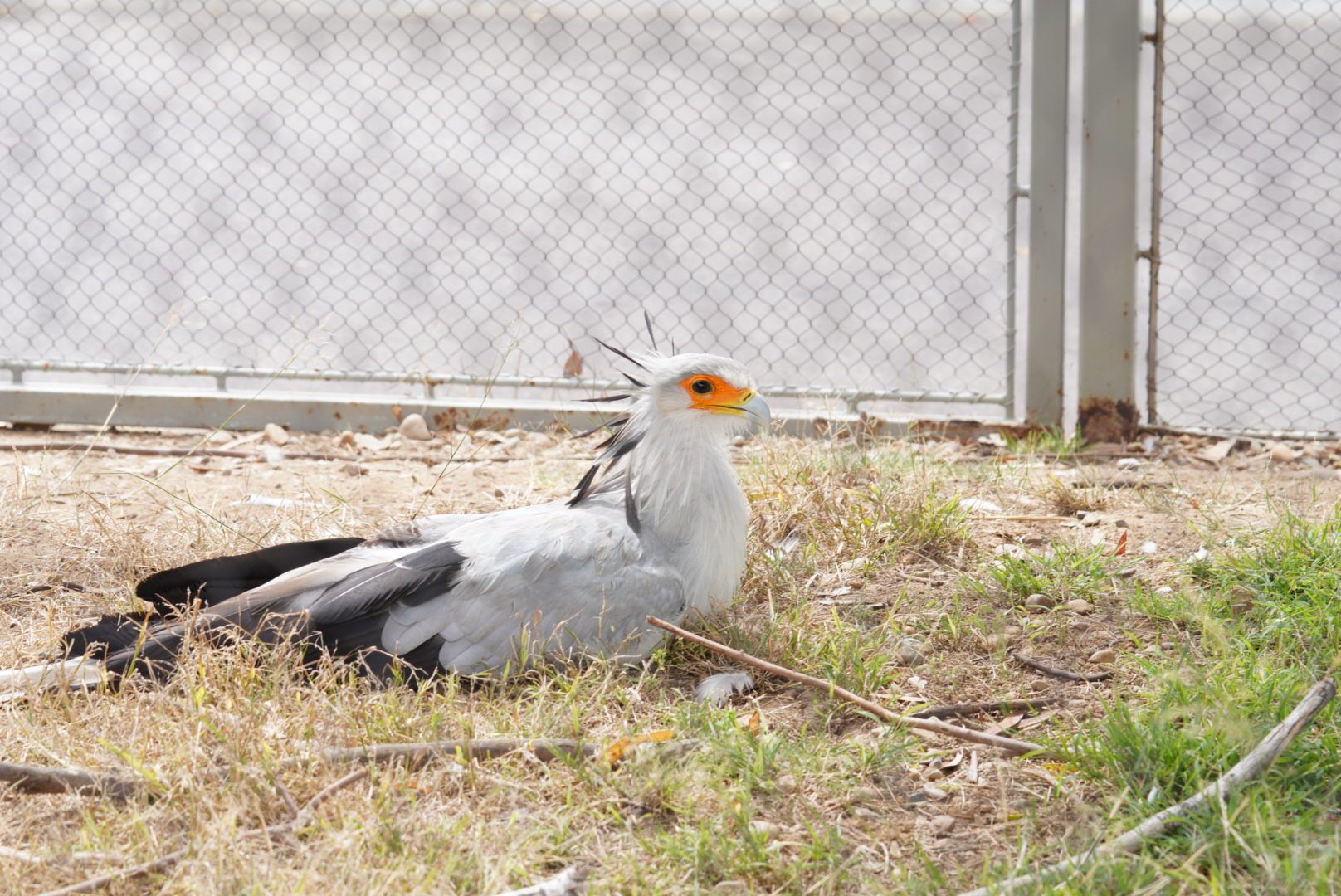 Secretary Bird