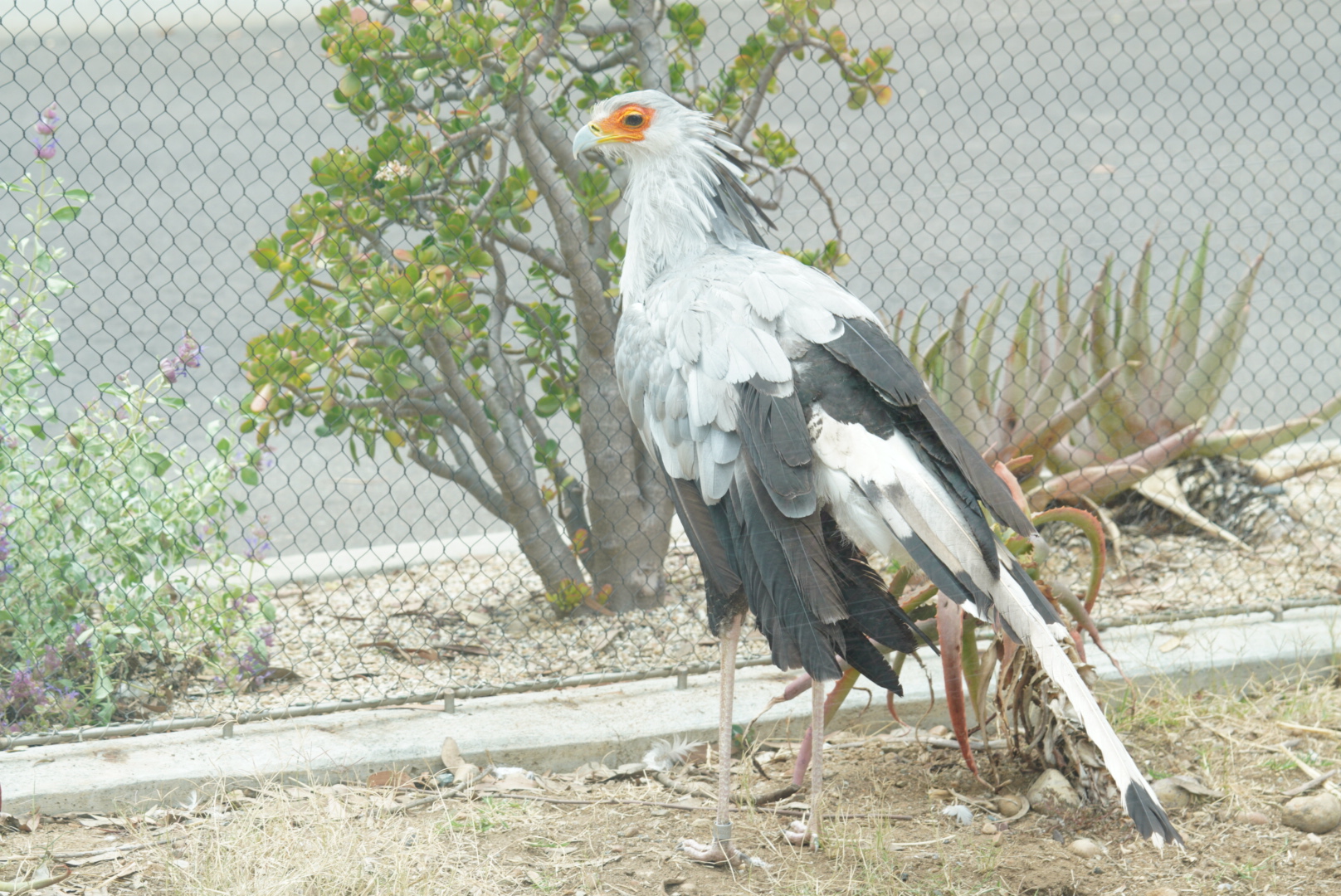 Secretary Bird