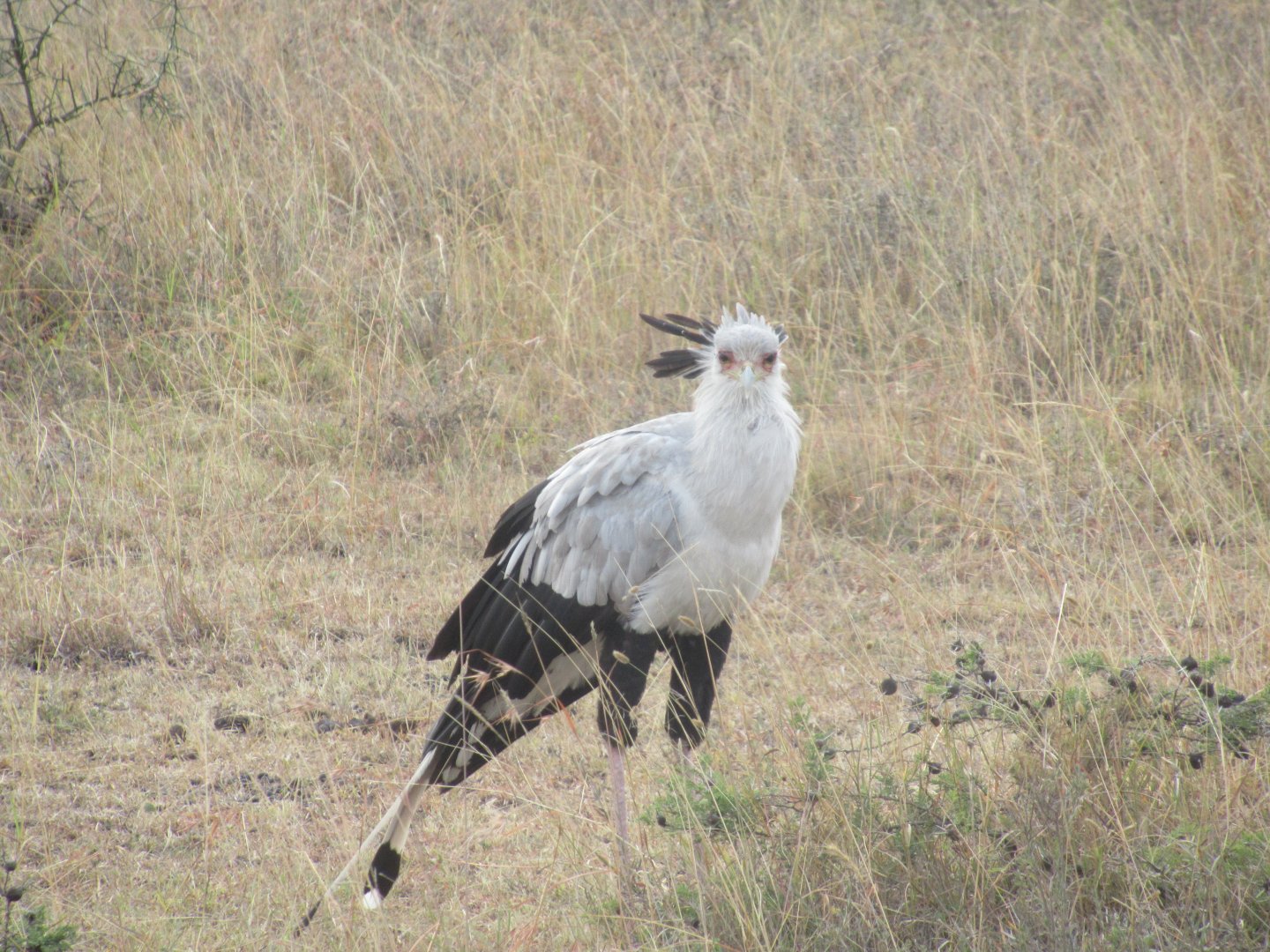 Secretary bird