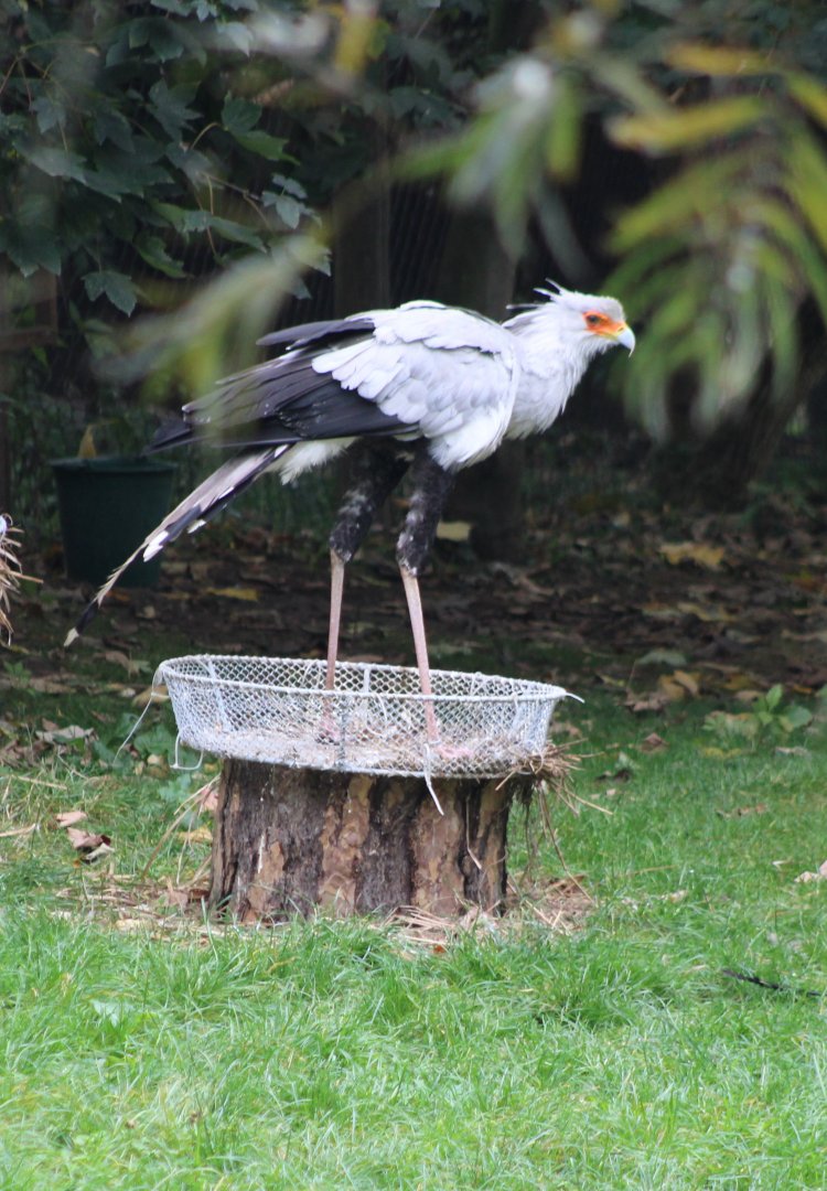 Secretary bird