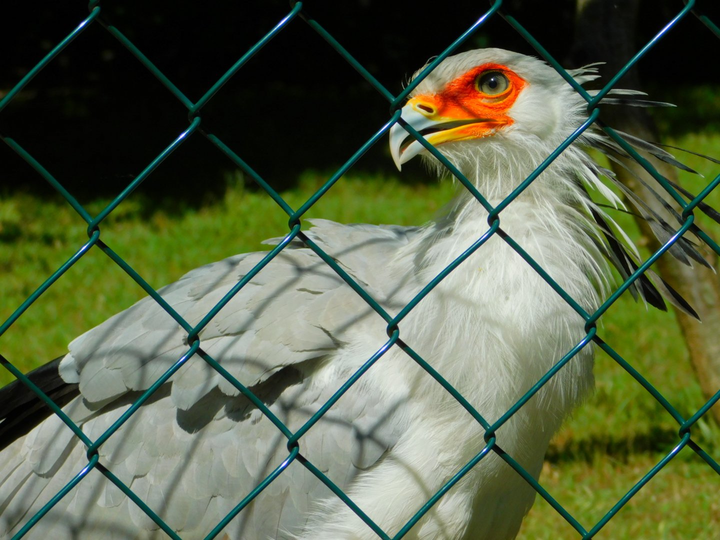 Secretary bird