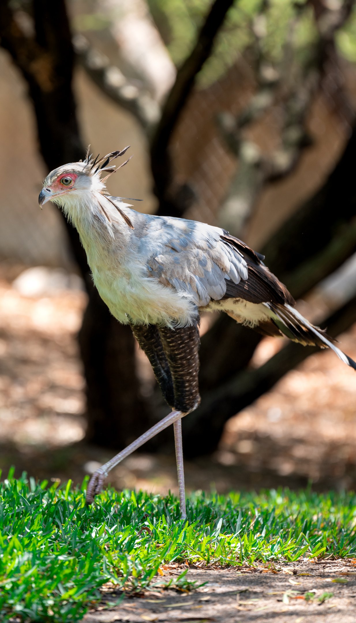 Secretary Bird