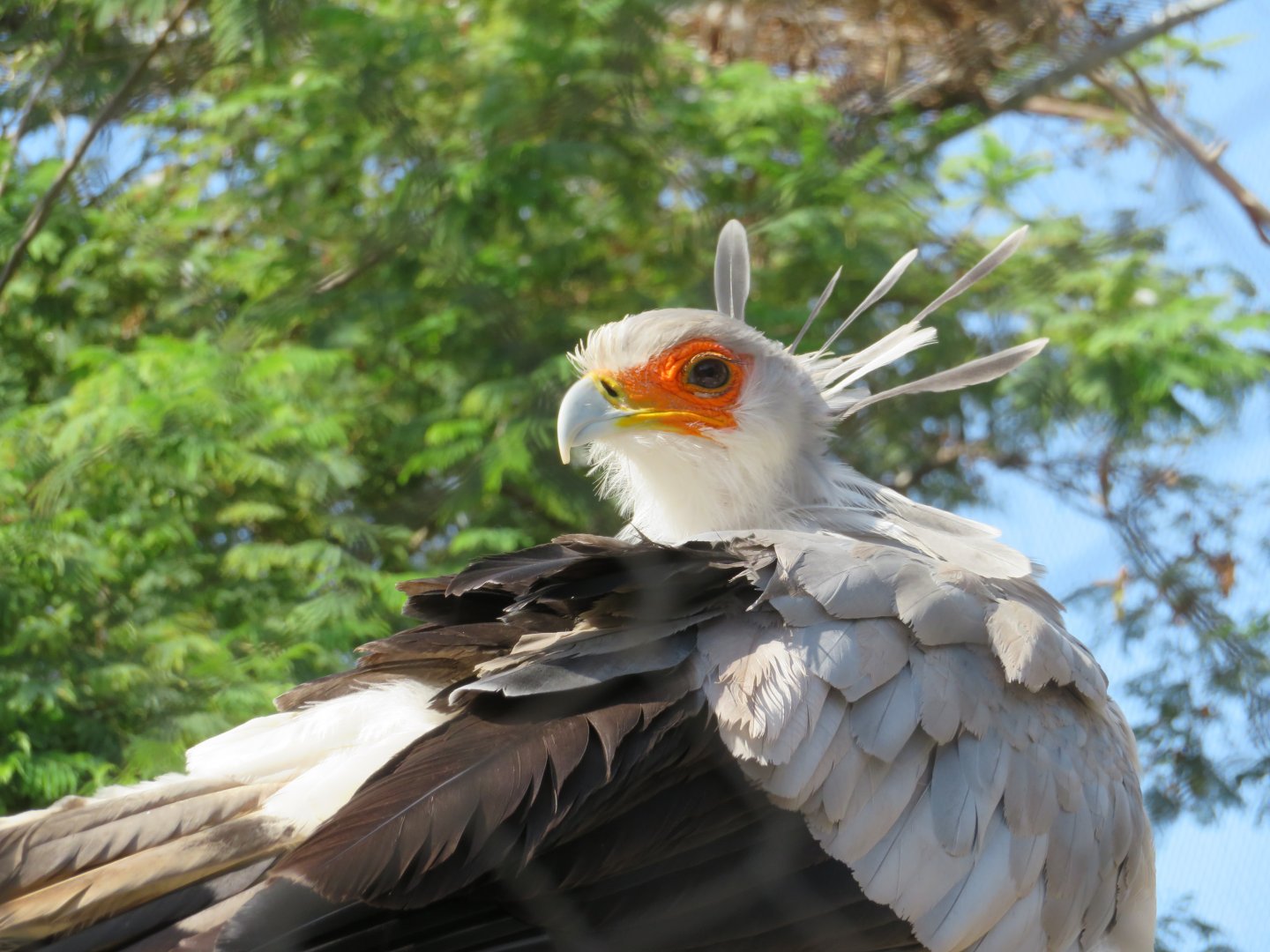 Secretary Bird