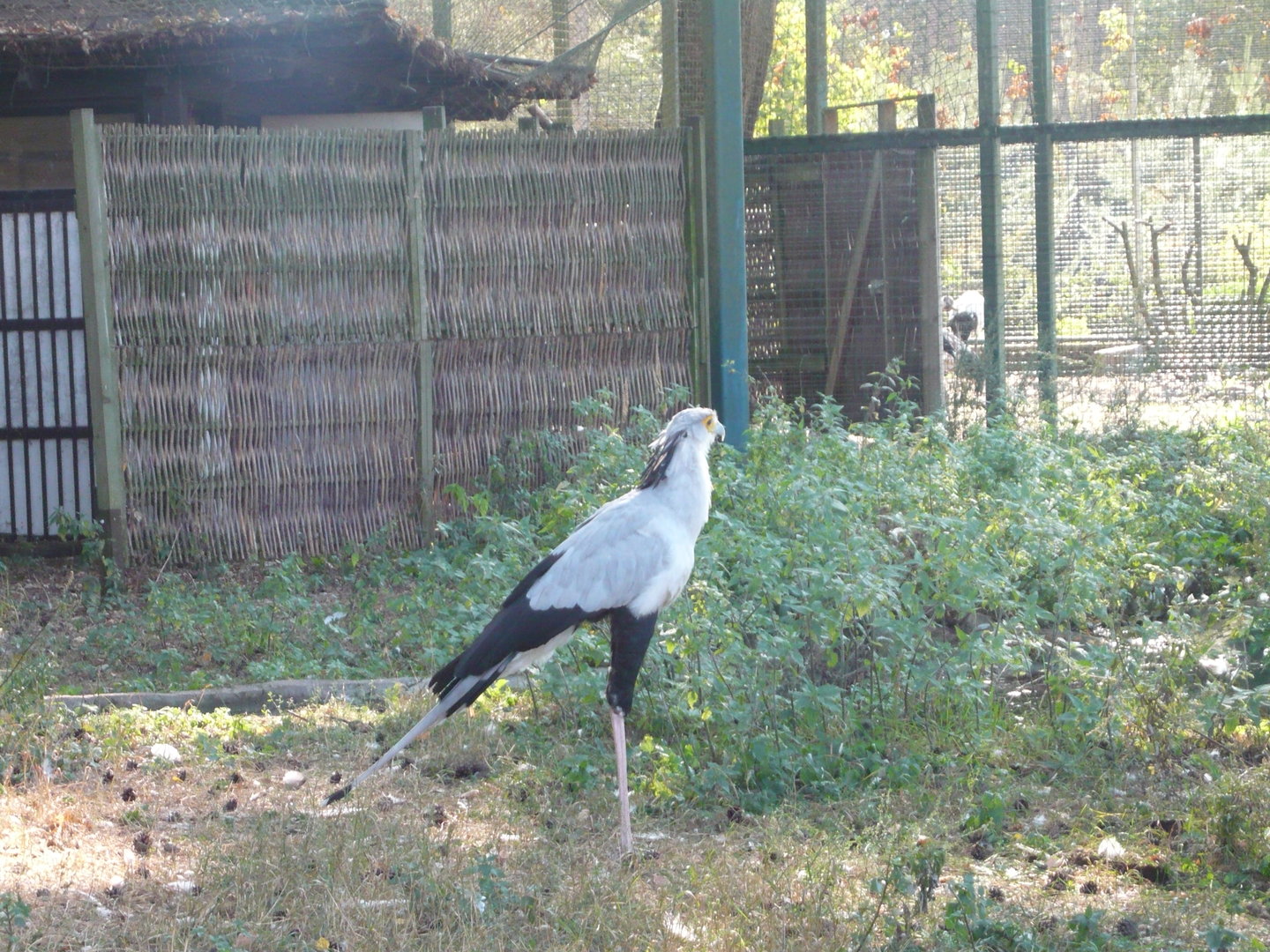 Secretary bird