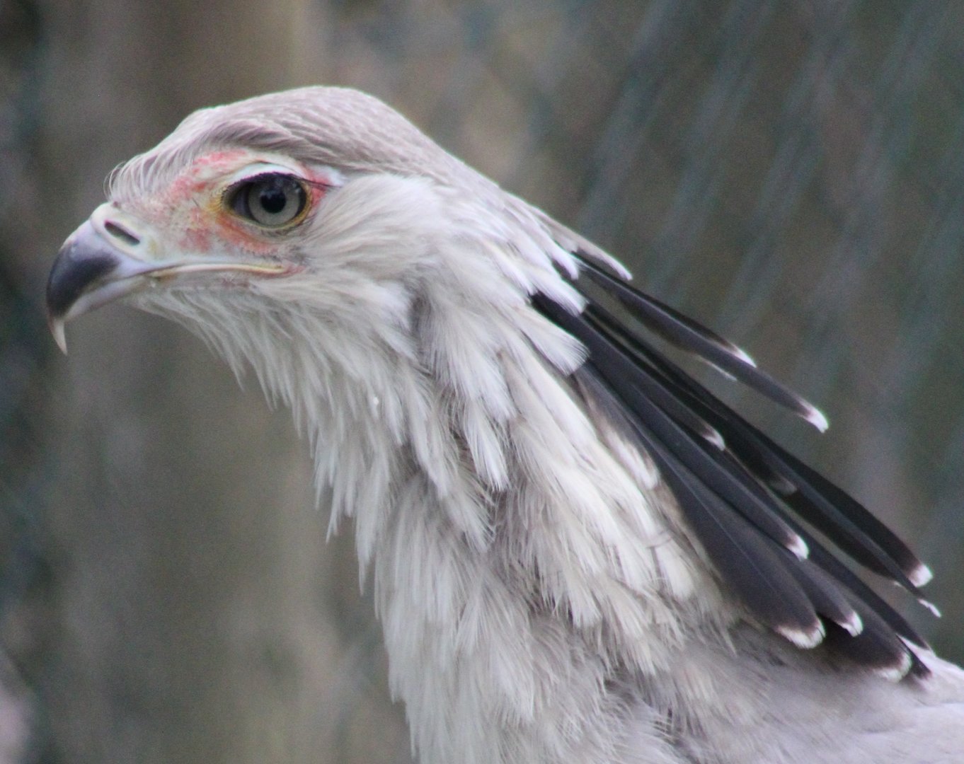 Secretary bird