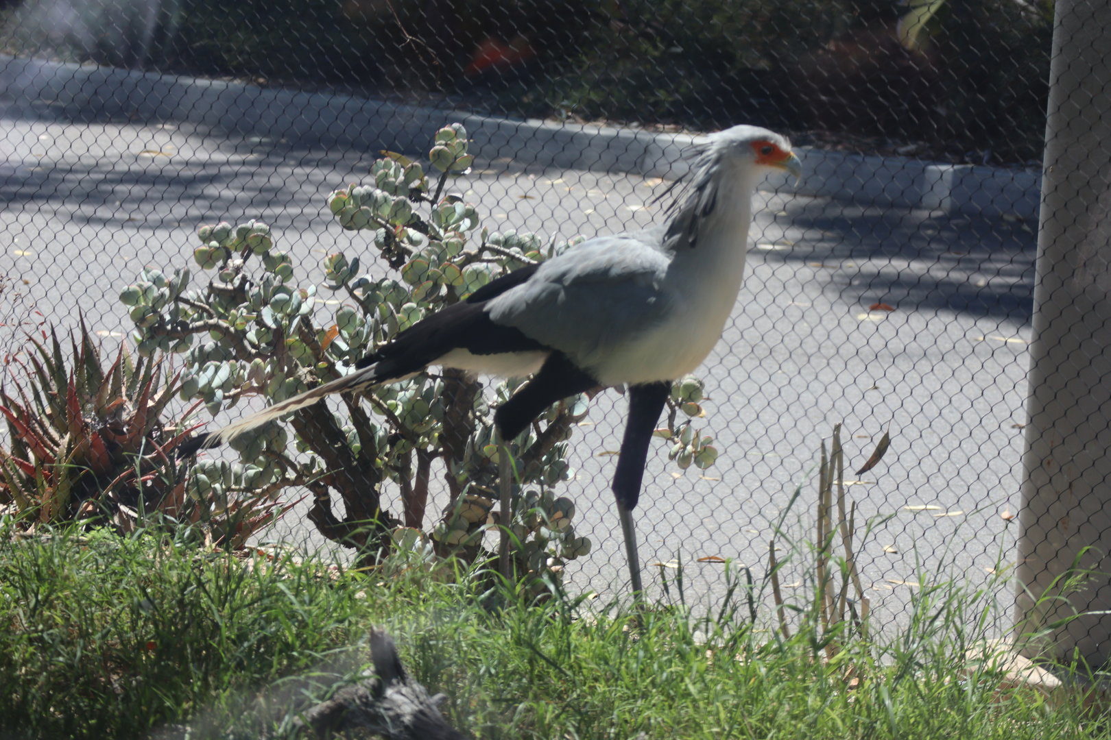 Secretary Bird