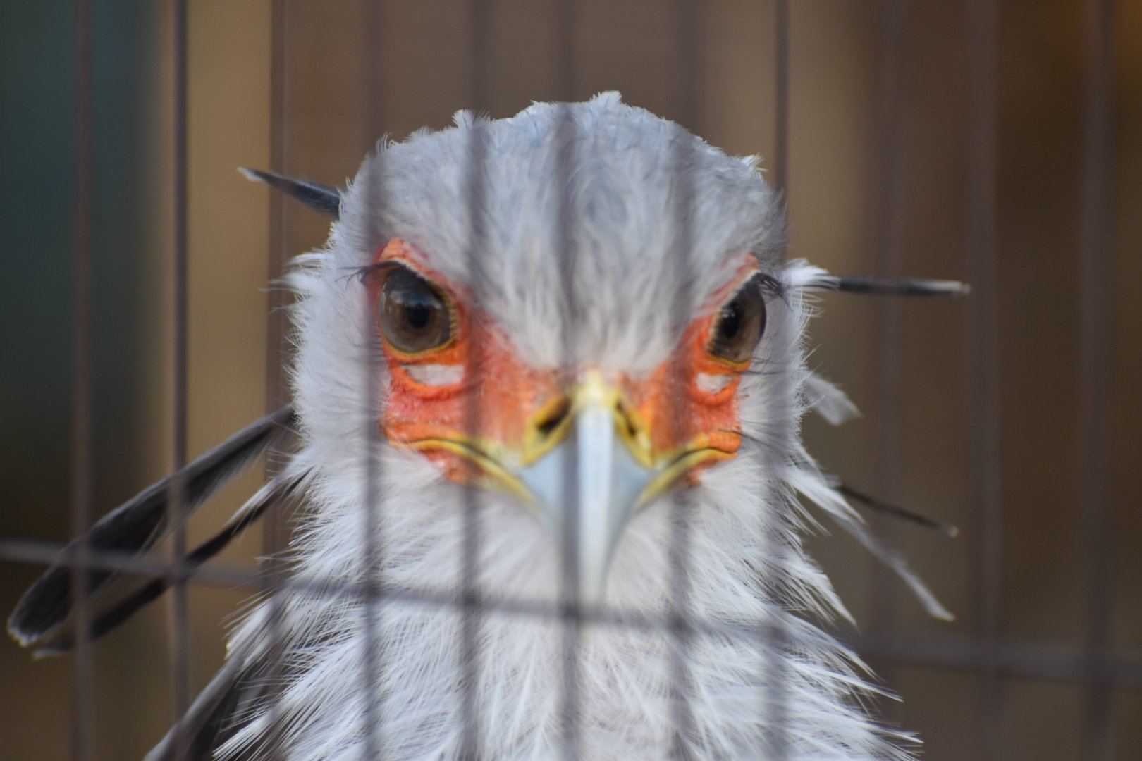 Secretary Bird