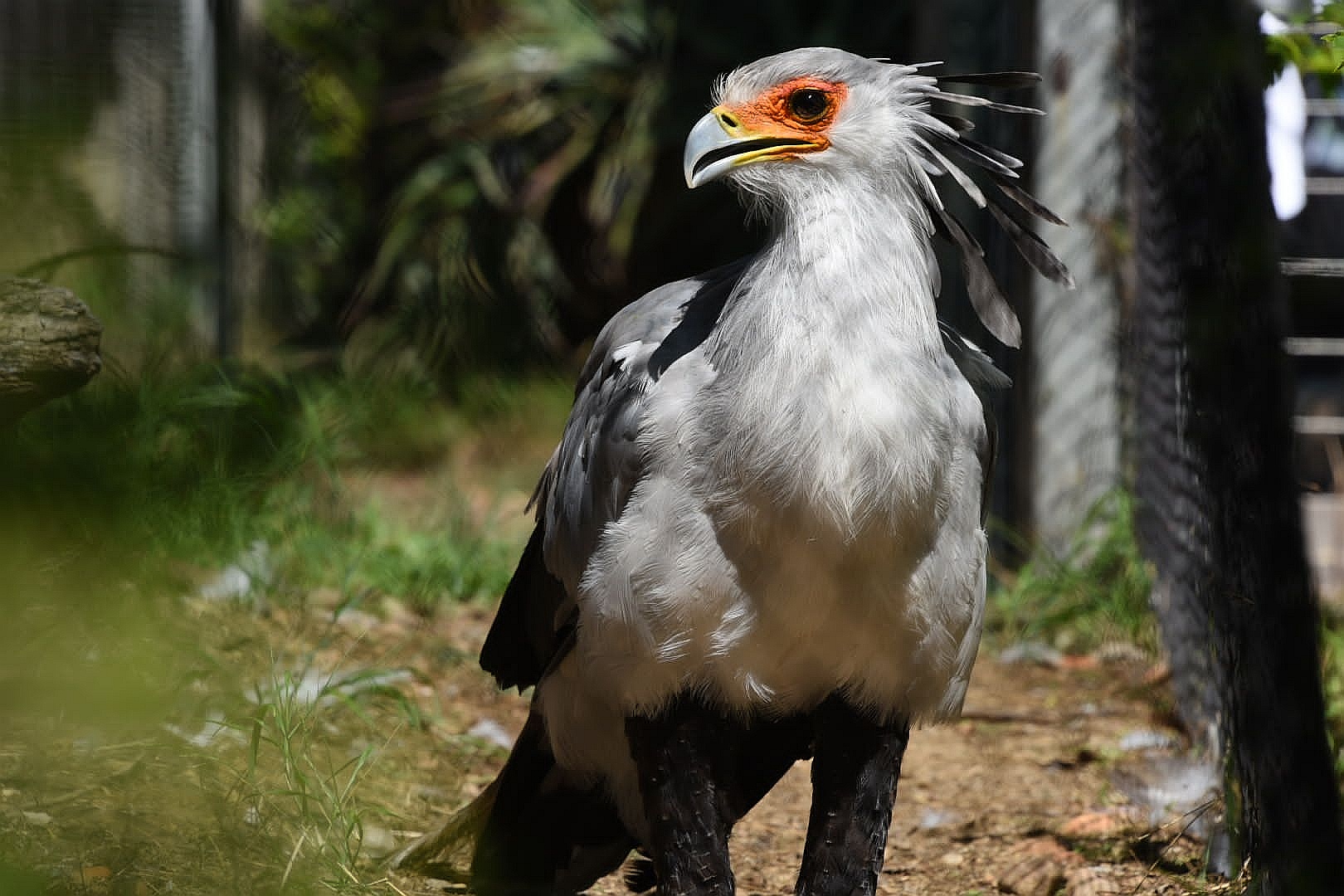 Secretary Bird