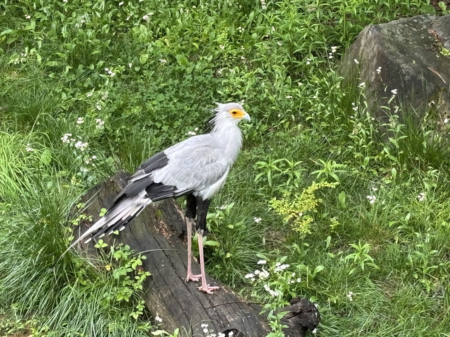 Secretary Bird