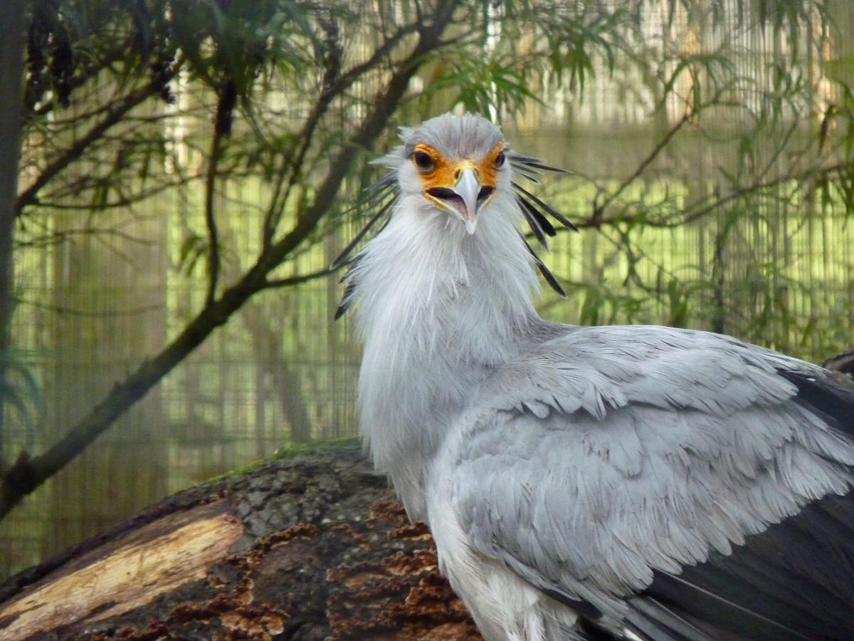 Secretary Bird