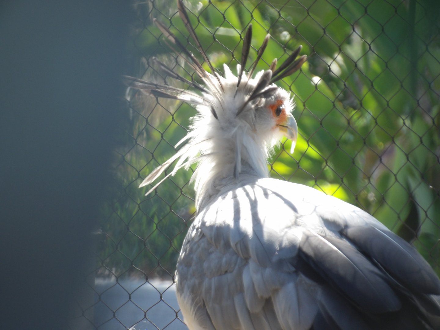 Secretary Bird
