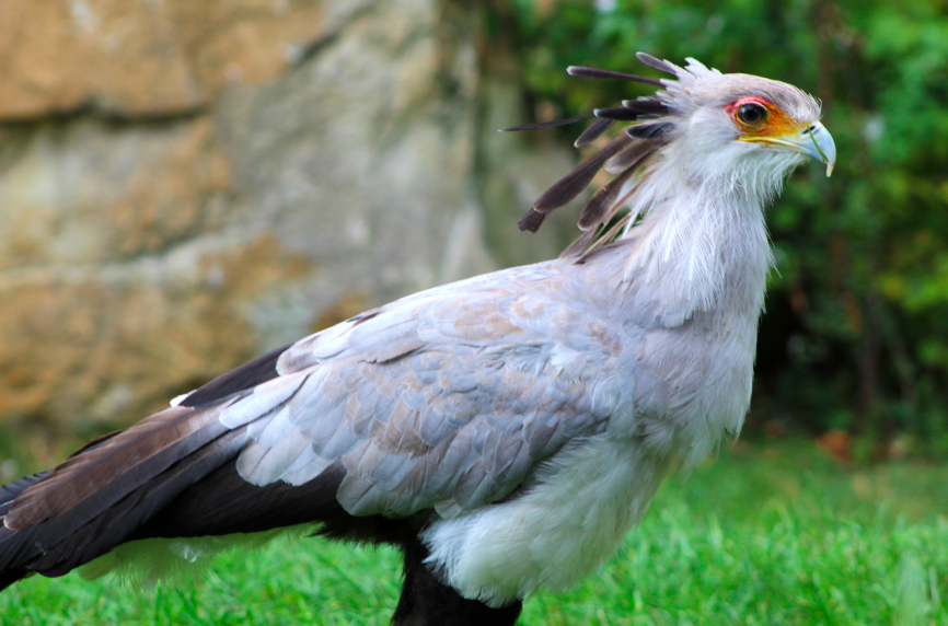 Secretary Bird