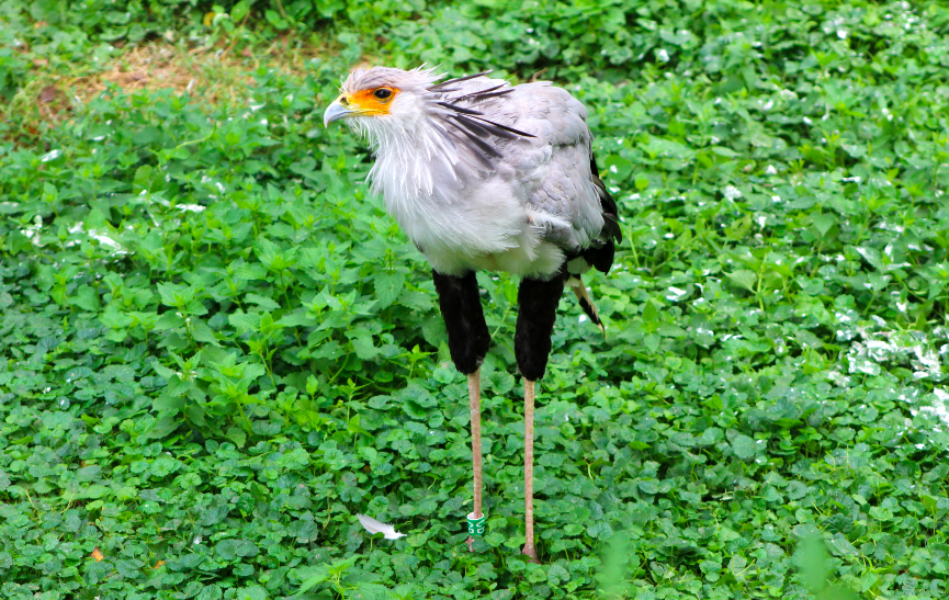 Secretary Bird