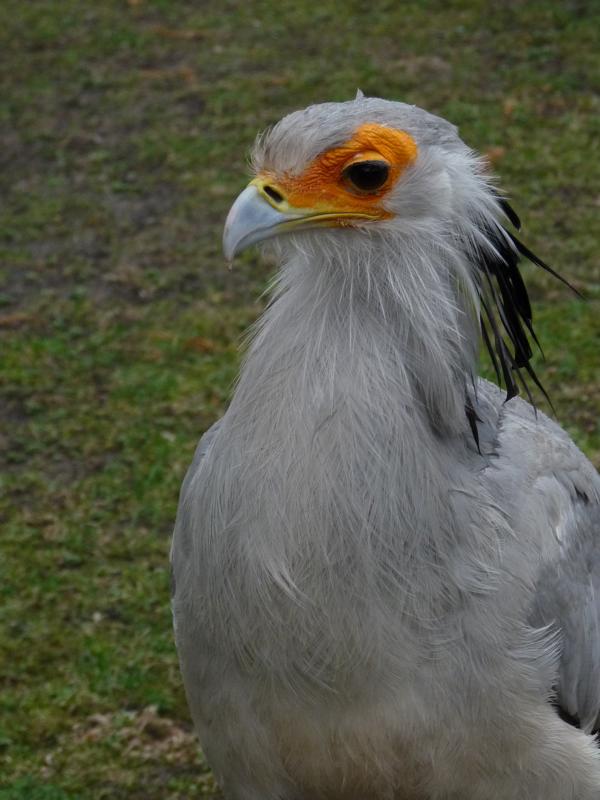 Secretary bird