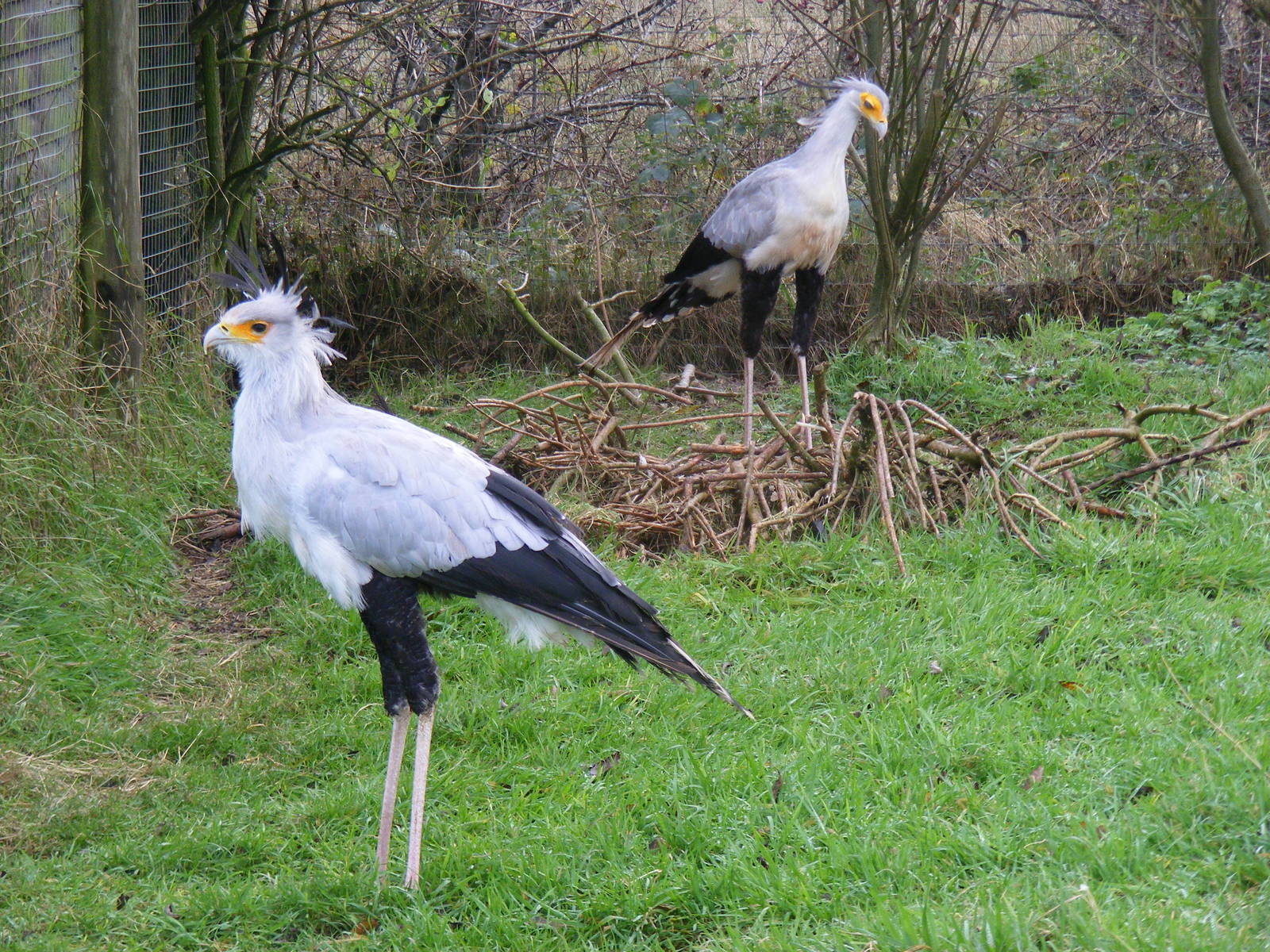 Secretary birds at Blackbrook Zoo, 13 November 2010