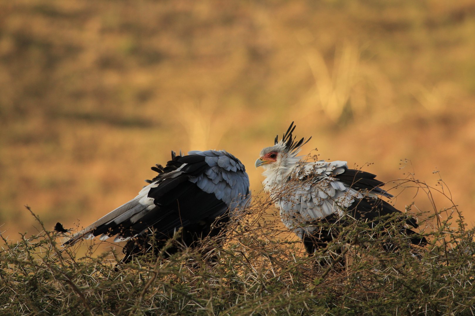 Secretary birds - Ngorongoro (September 2018)