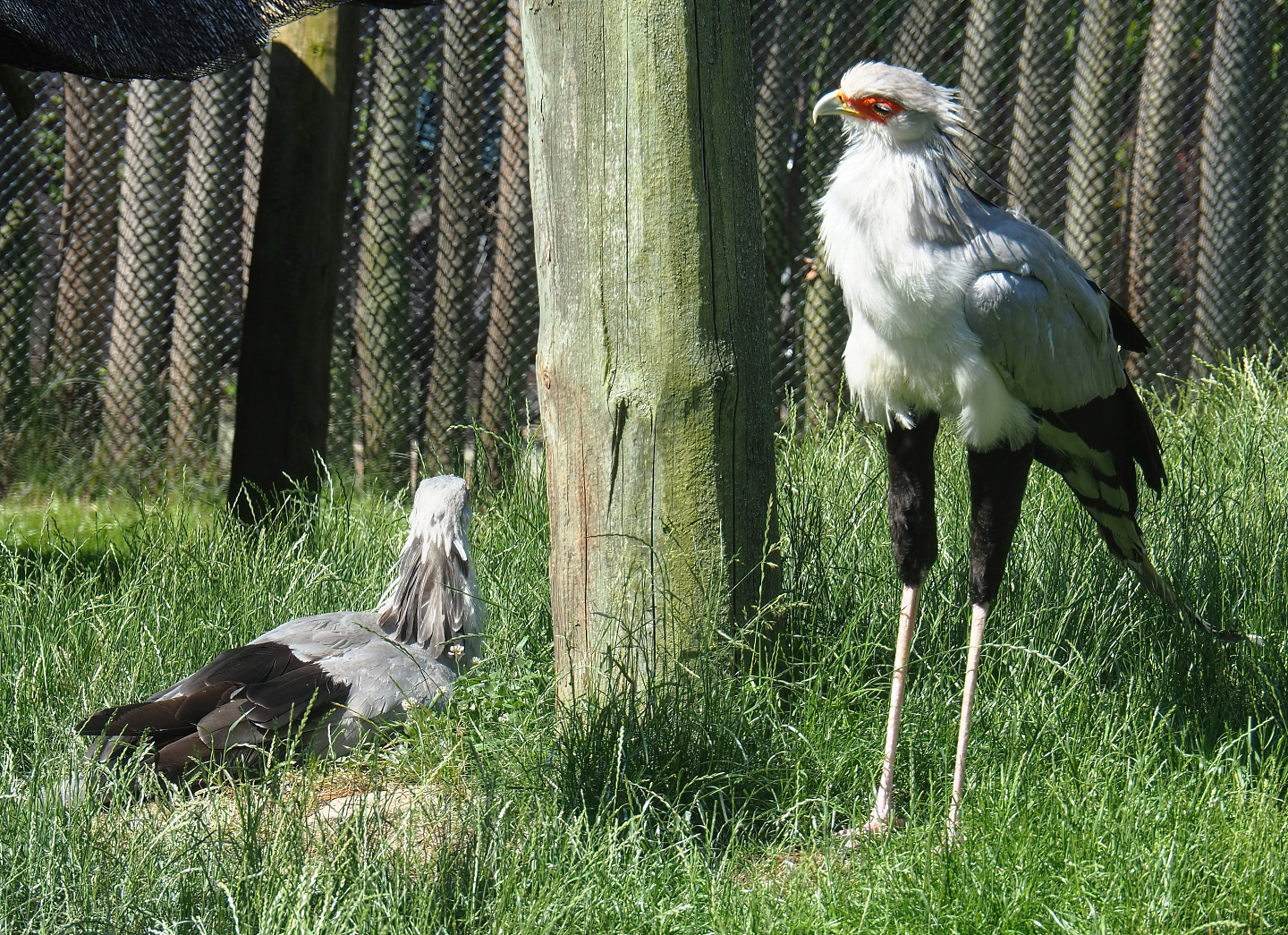 Secretary birds (Sagittarius serpentarius), 2022-06-15
