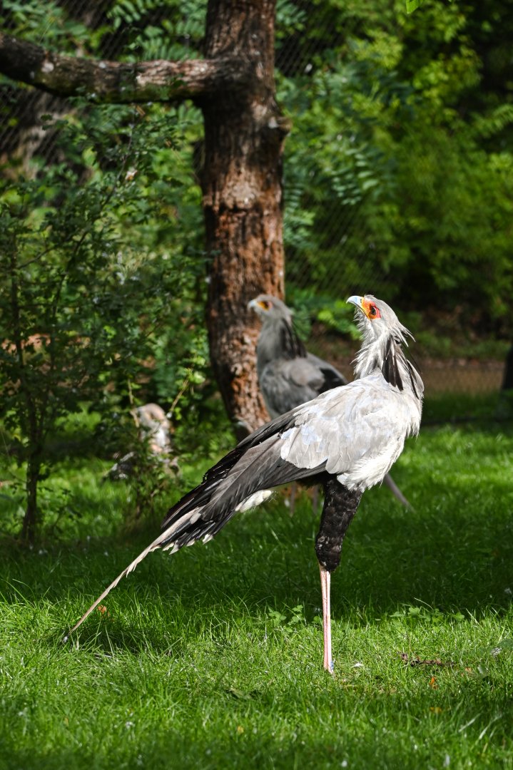 Secretary birds