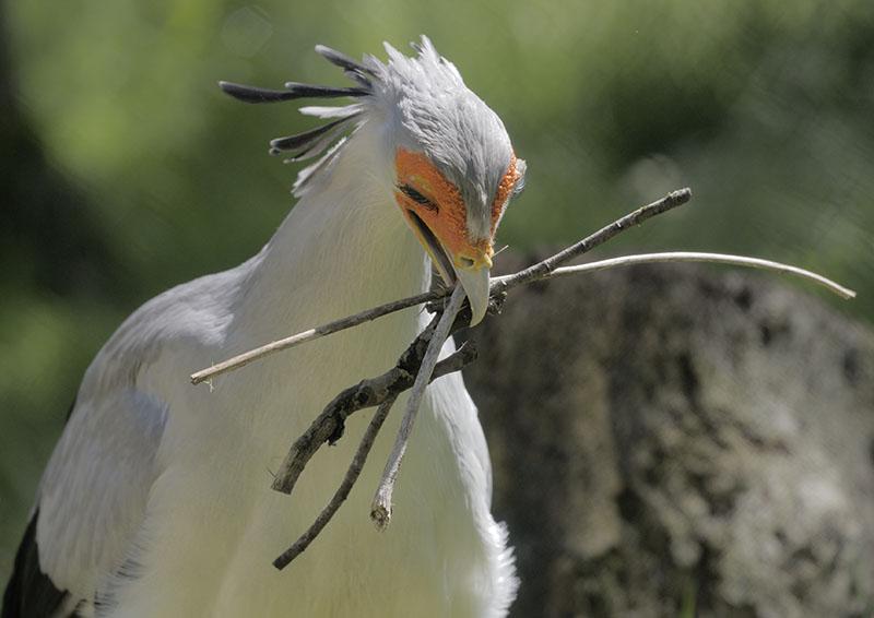 Secretary collects twigs
