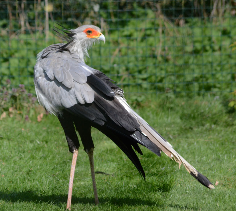 SECRETARY_BIRD_-_HAWK_CON_07_04_2015_2336_