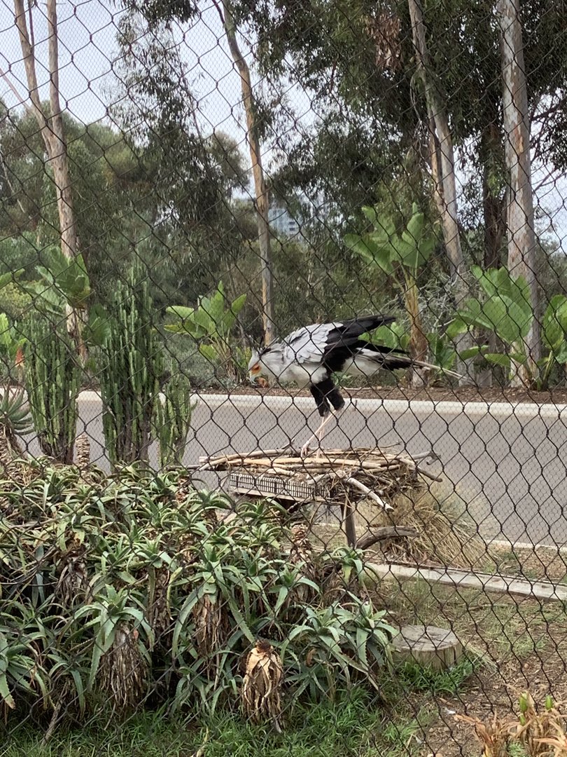 Secretarybird 10/7/21