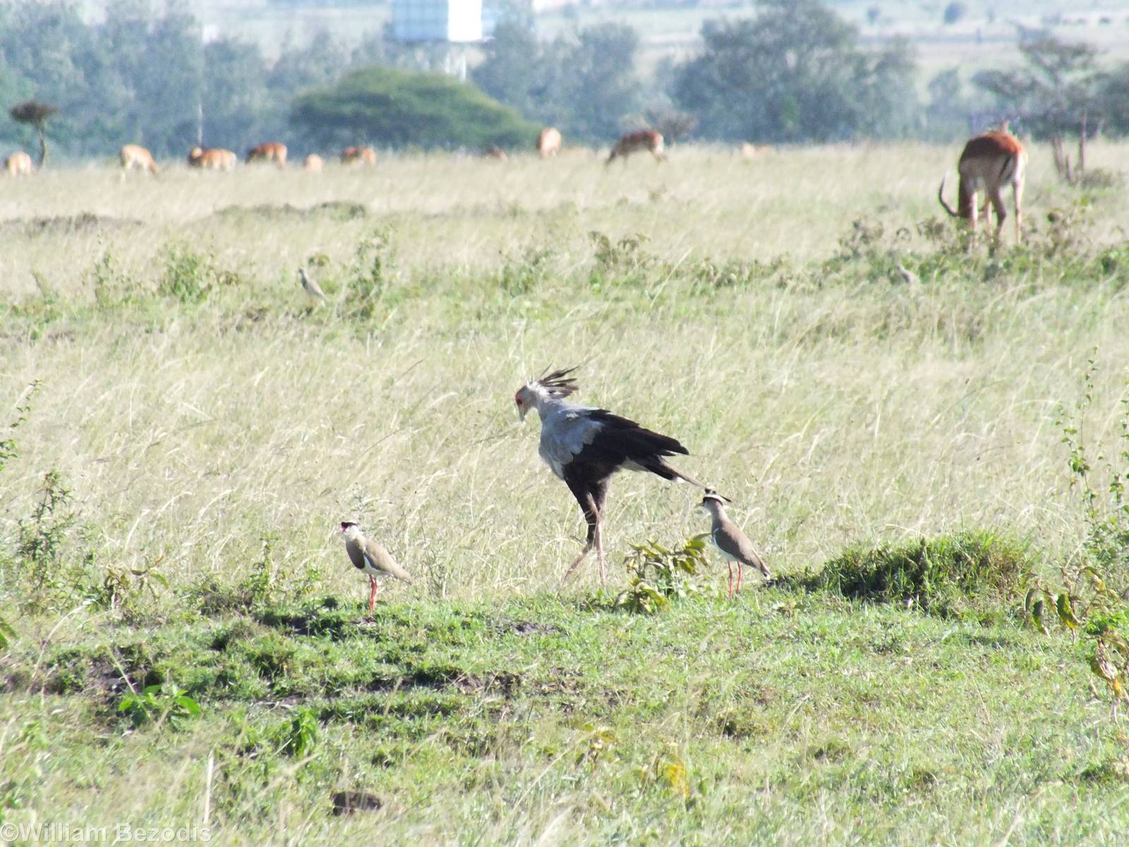 Secretarybird and Crowned Lapwings - Nairobi National Park