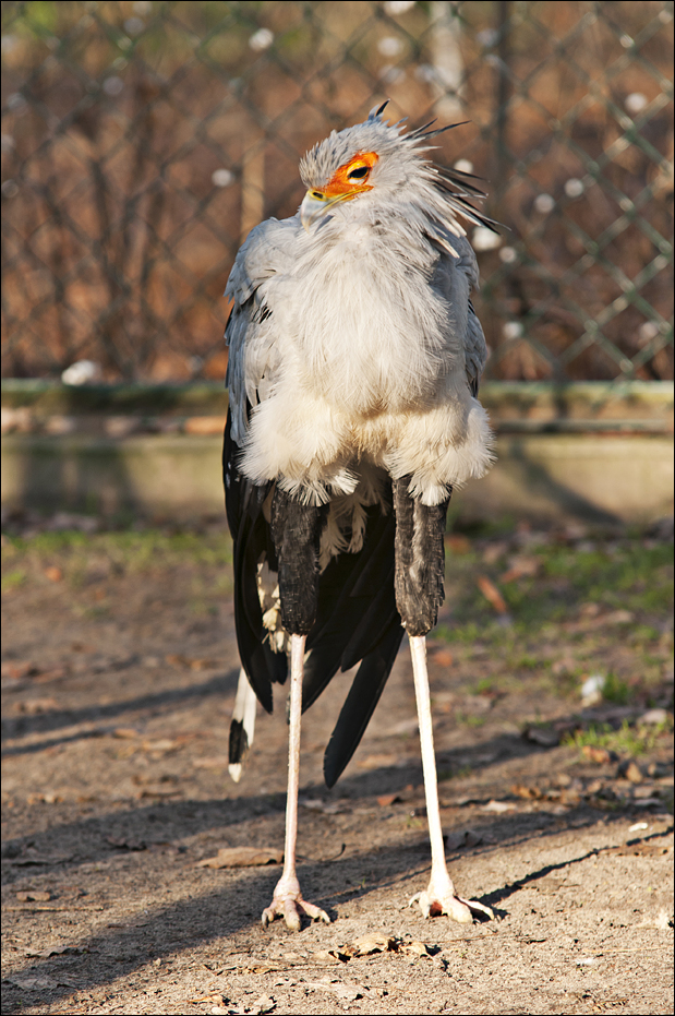 Secretarybird at Berlin Tierpark