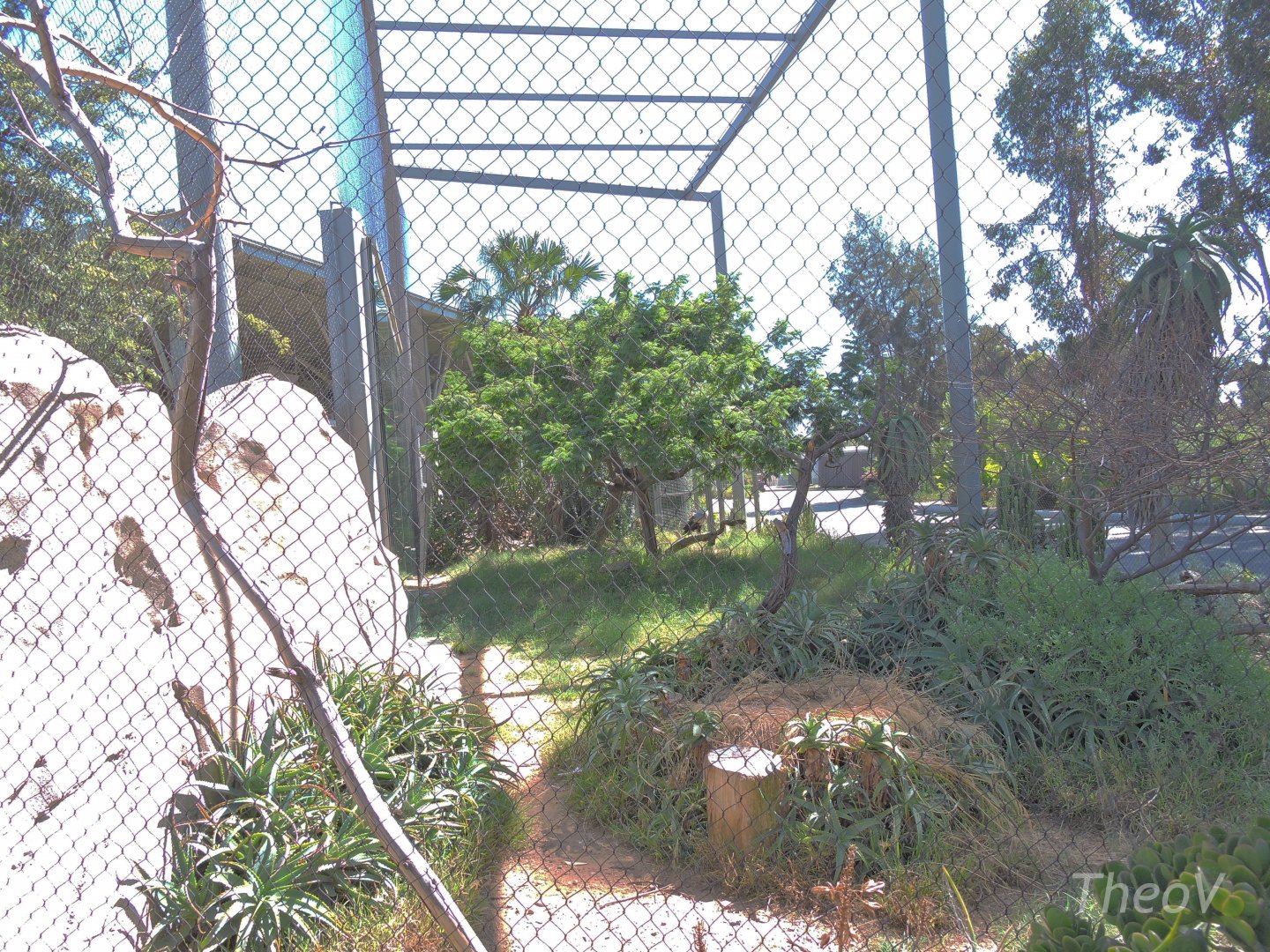 Secretarybird aviary - Elephant Odyssey [2015]