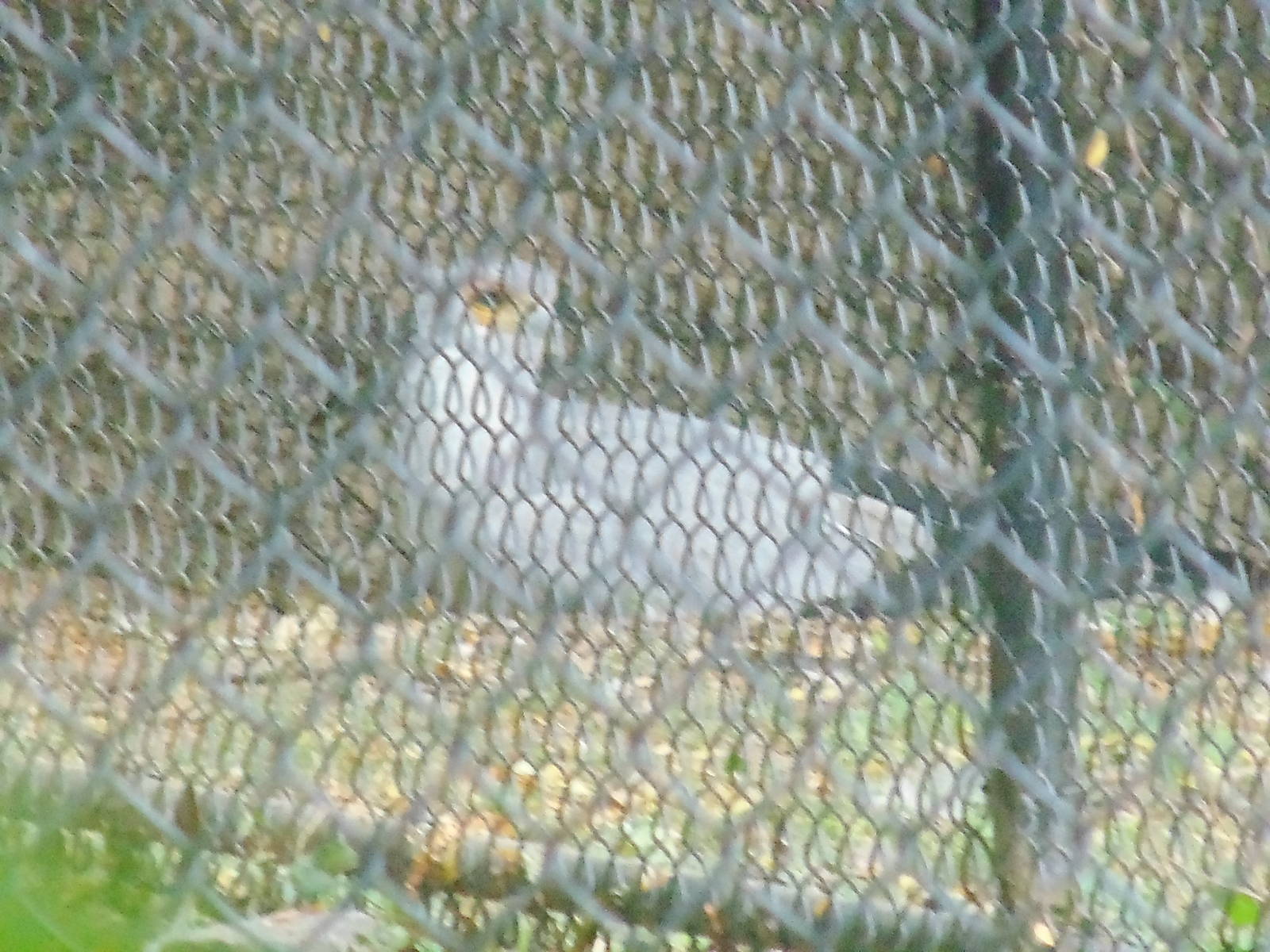 Secretarybird Behind The Scenes