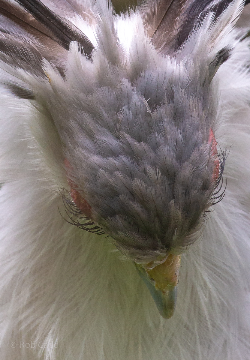 Secretarybird : Cotswold Falconry Centre : 04 Sep 2020