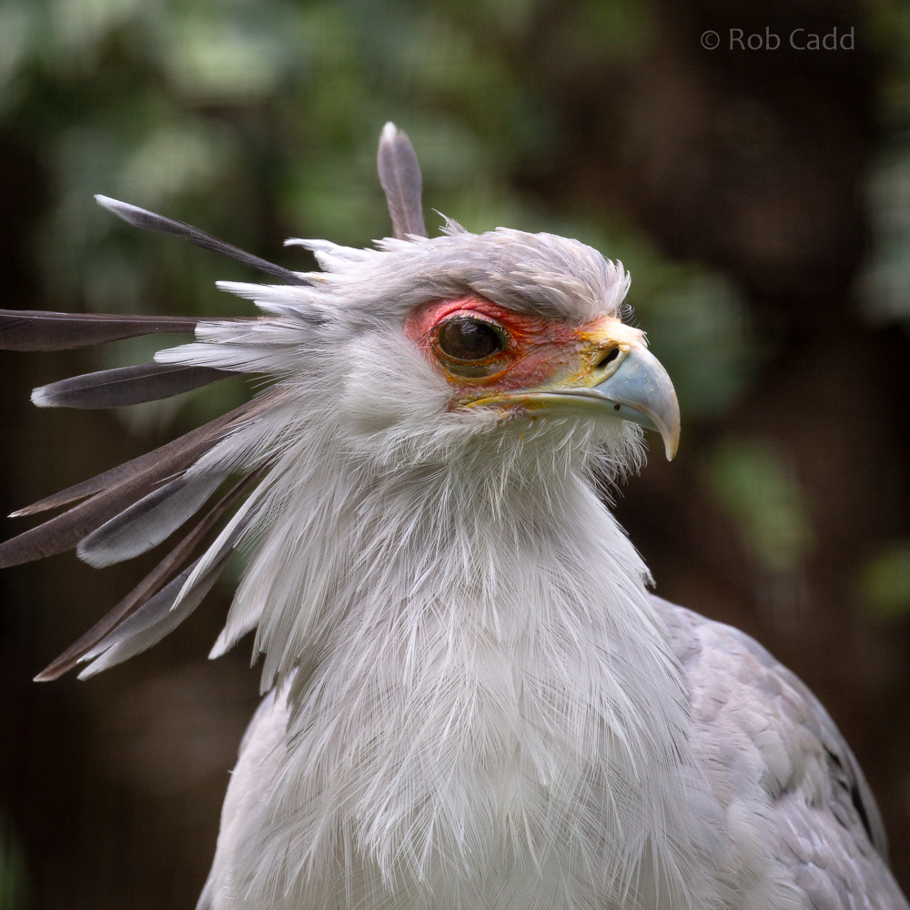 Secretarybird : Cotswold Falconry Centre : 04 Sep 2020