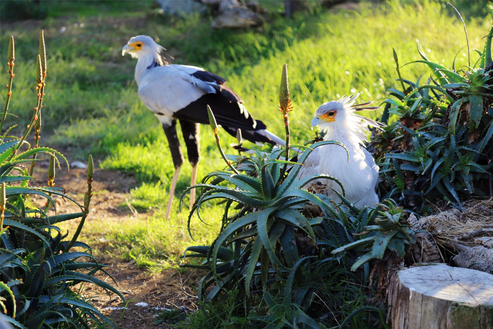 Secretarybird, December 2015
