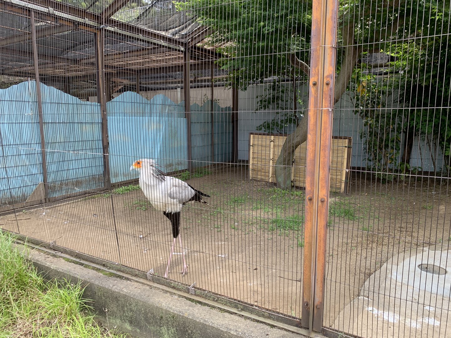 Secretarybird Enclosure