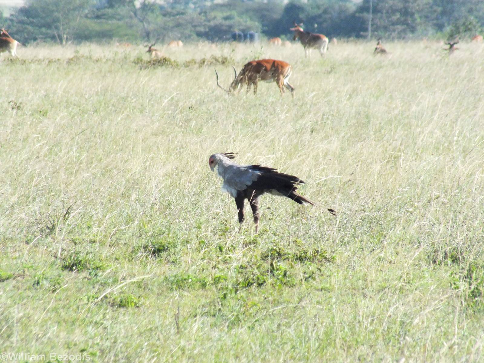 Secretarybird - Nairobi National Park