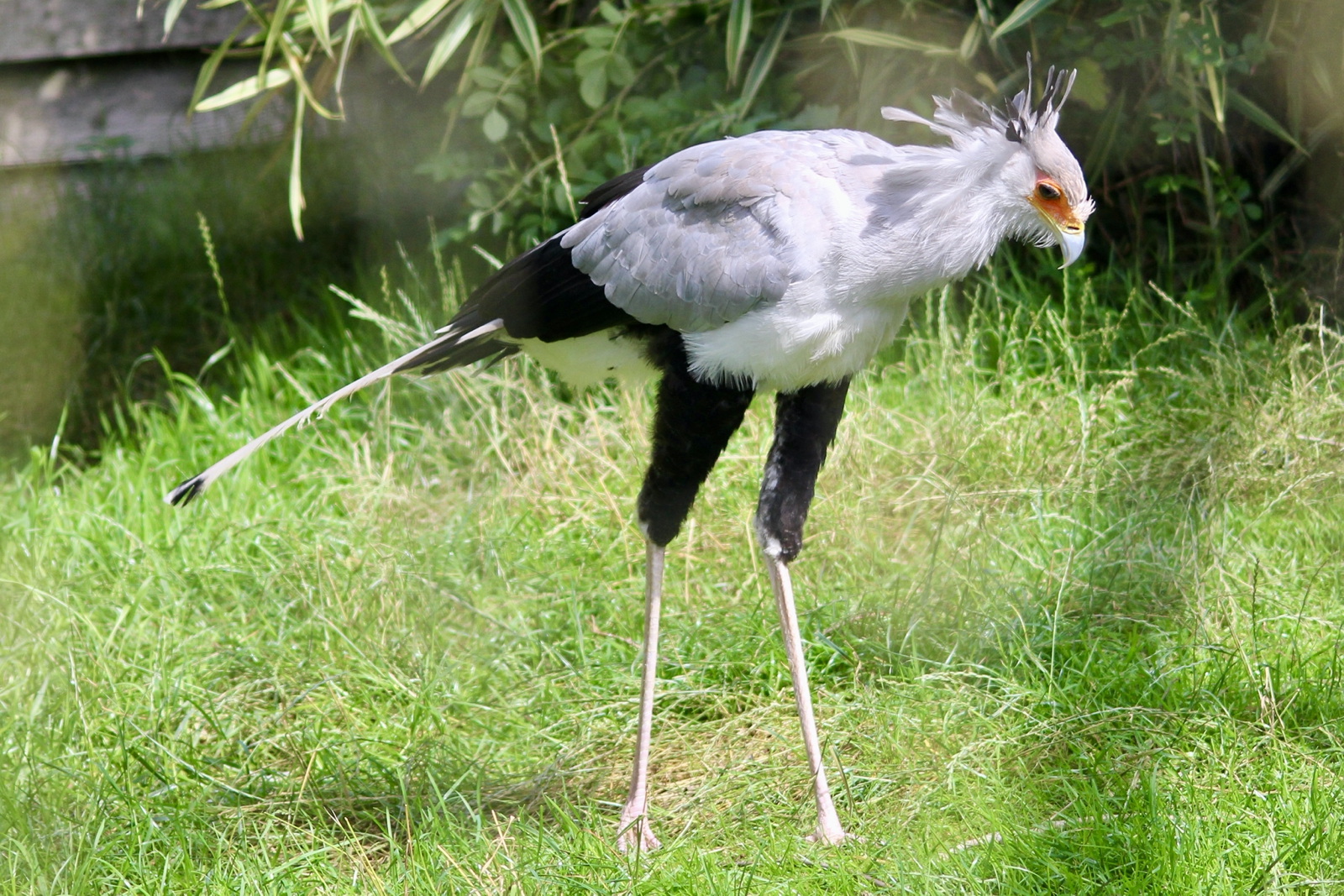 Secretarybird (Sagittarius serpentarius) at Emerald Park - 21/07/2023