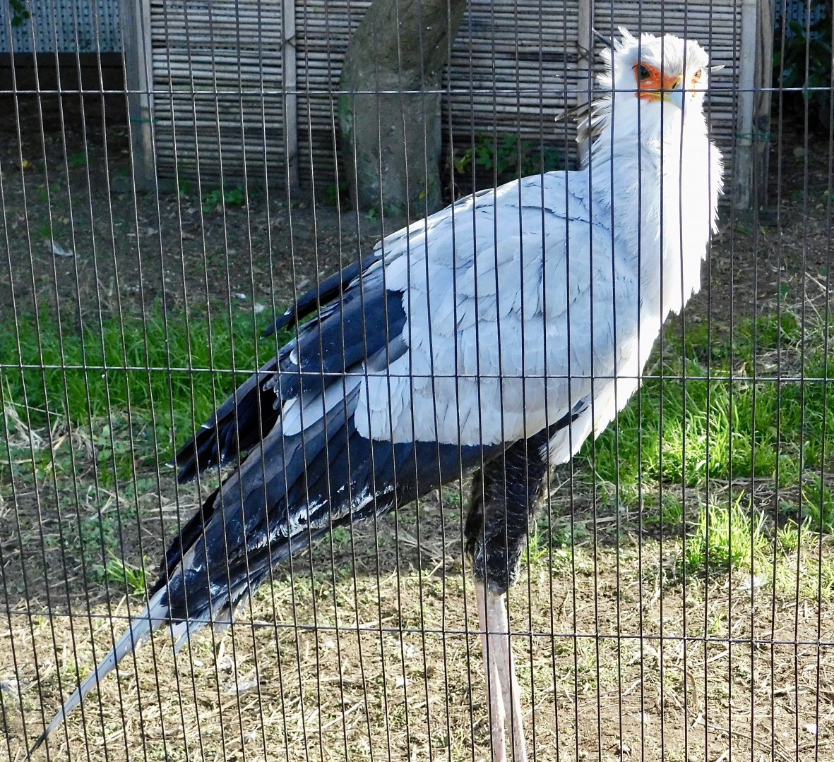 Secretarybird (Sagittarius serpentarius) November 29, 2025