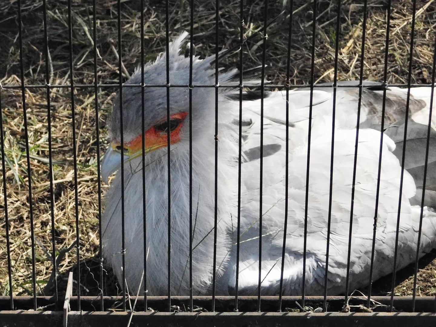 Secretarybird (Sagittarius serpentarius) October 18, 2025