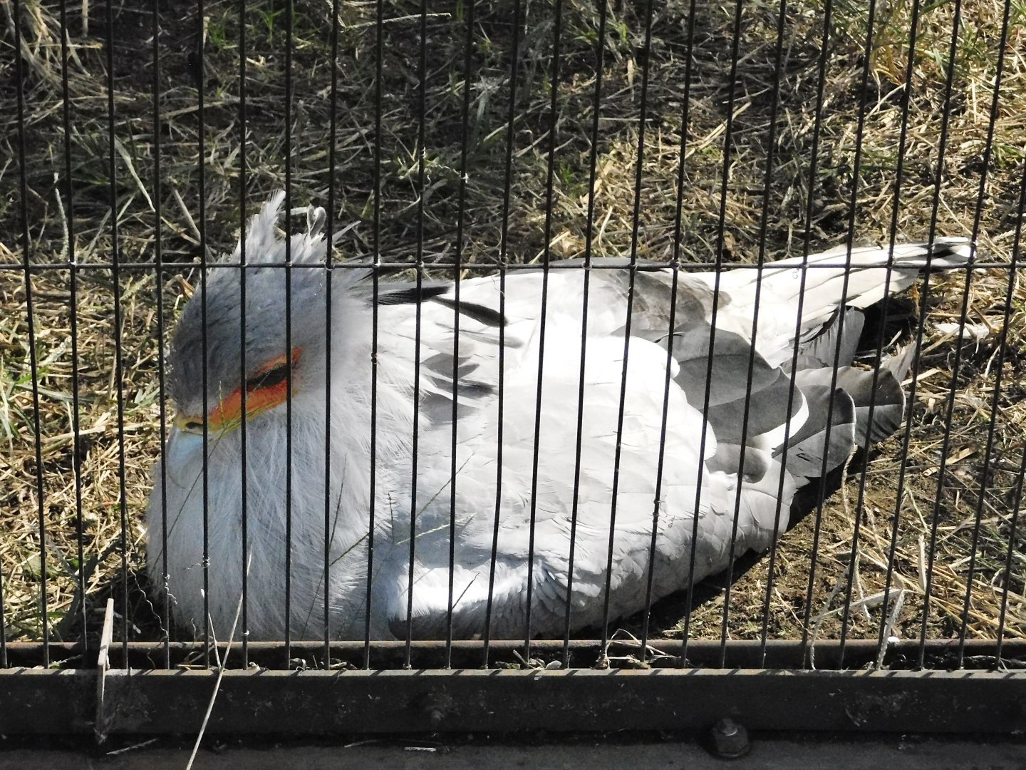 Secretarybird (Sagittarius serpentarius) October 18, 2025