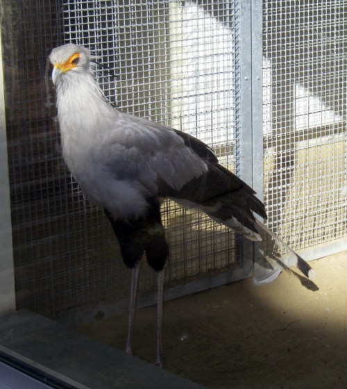 Secretarybird (Sagittarius serpentarius)