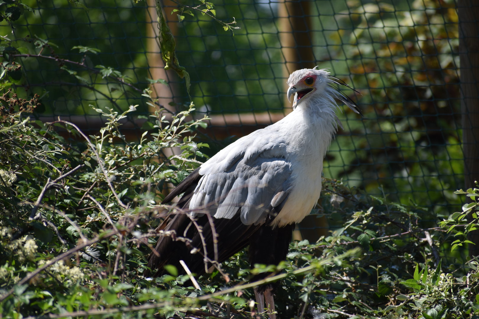 Secretarybird - Sagittarius serpentarius