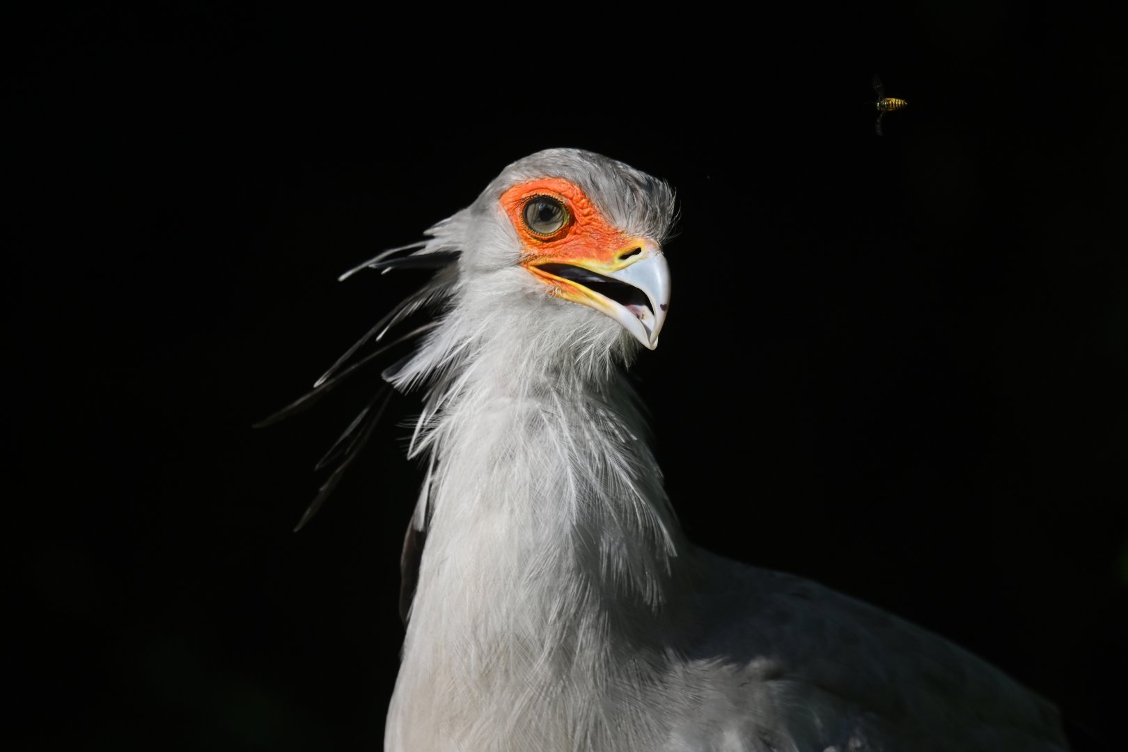 Secretarybird Sagittarius serpentarius