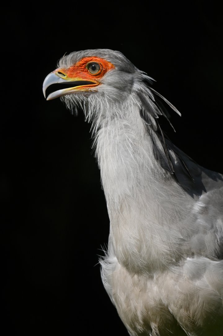 Secretarybird Sagittarius serpentarius