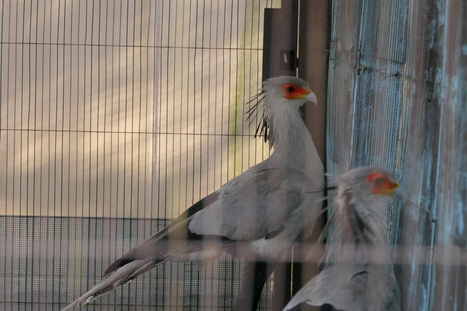 Secretarybird (Sagittarius serpentarius)