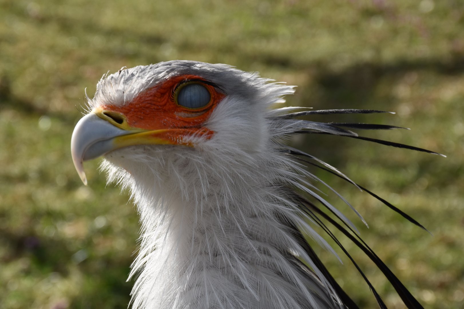 Secretarybird (Zombie version)