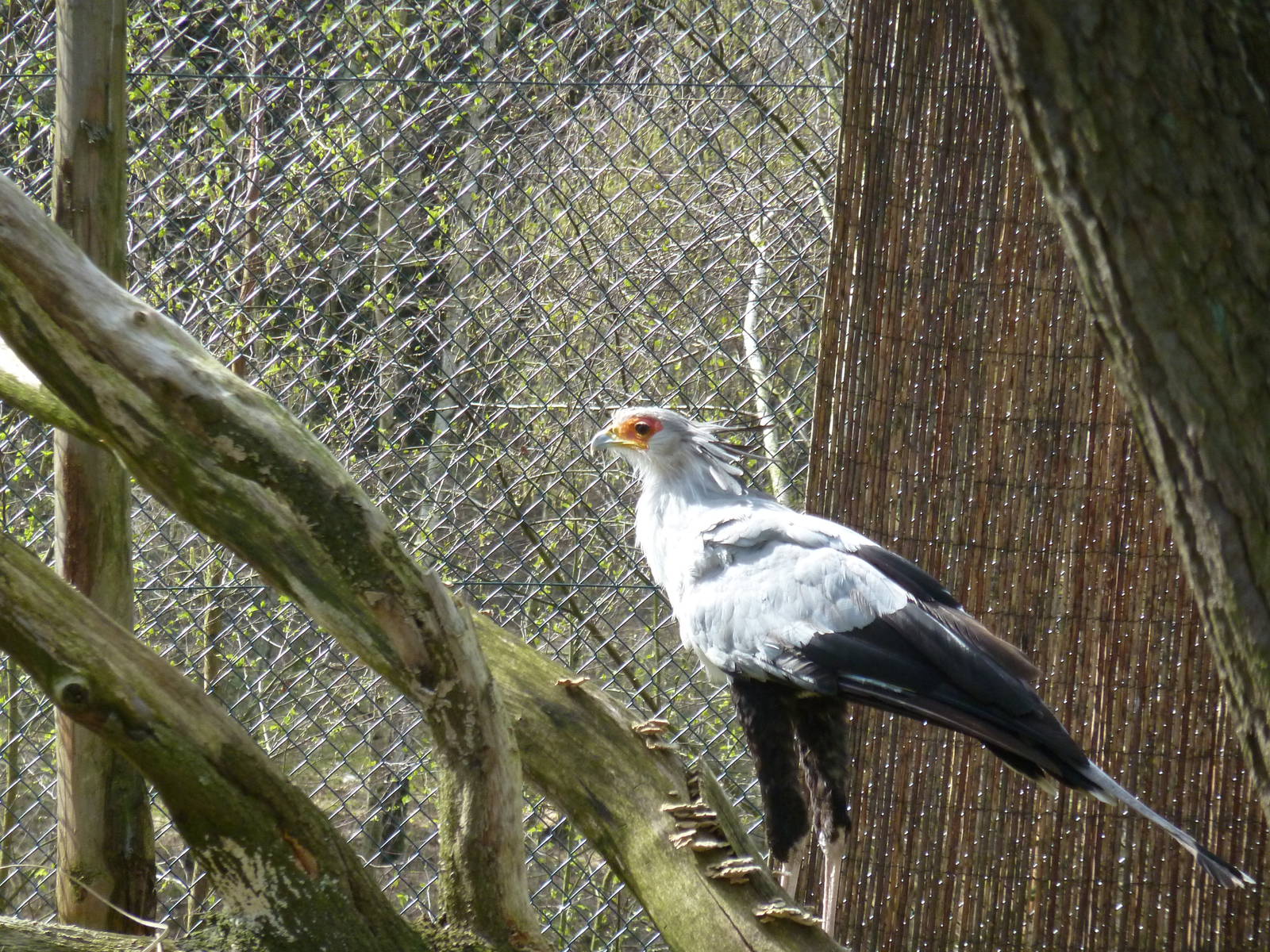 Secretarybird
