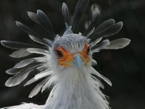Secretarybird